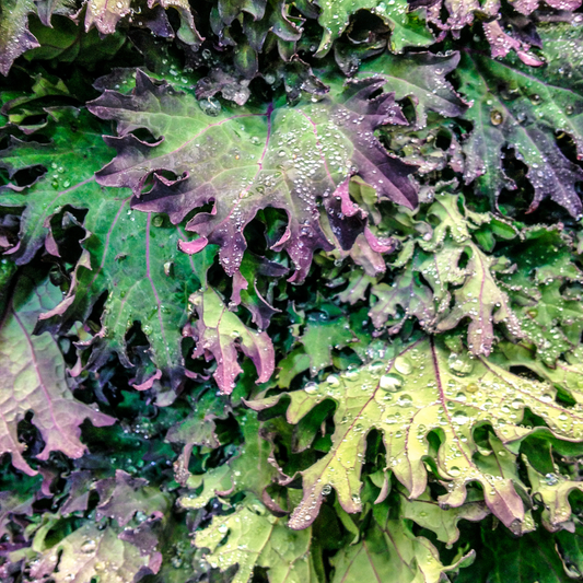 Kale Russian Red 400 Seeds