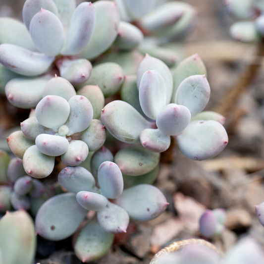 Pacyphytum glutinicaule 'Lavender Pebbles' 7cm