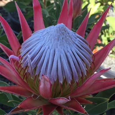 Protea 'Pink Crown' 25cm
