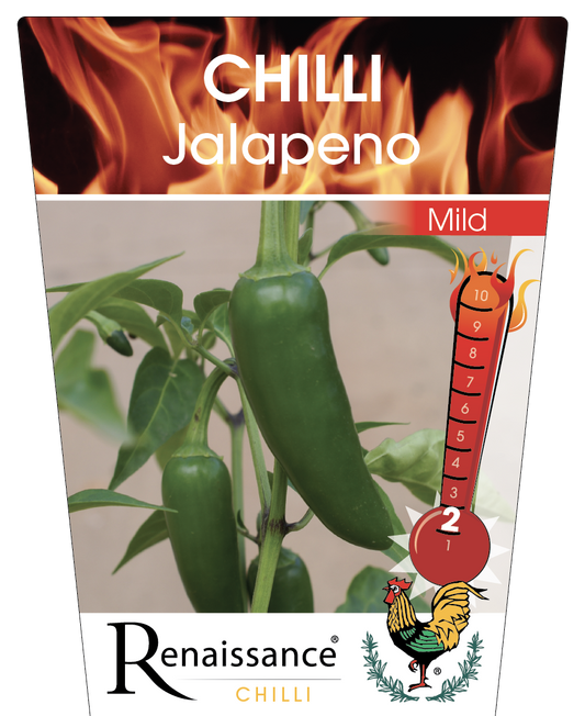 Chilli Jalapeno 95mm