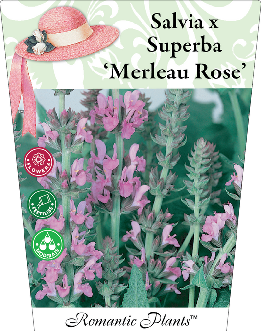 Salvia superba Merleau Rose 95mm