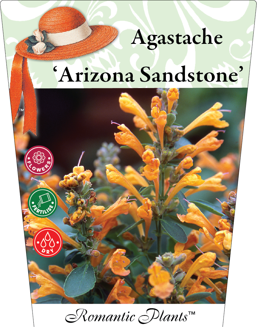Agastache Arizona Sandstone 95mm