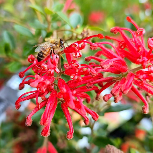 Grevillea 'Ruby Jewel' 14cm