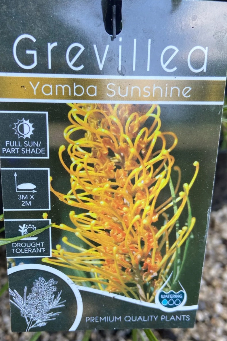 Grevillea ‘Yamba Sunshine’ 20cm