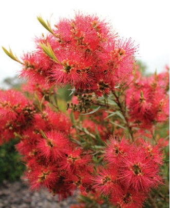 Callistemon 'Scarlet Flame' 14cm
