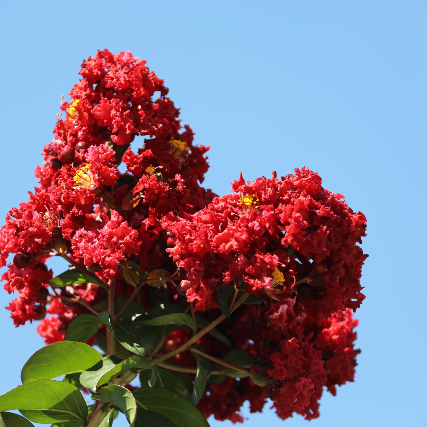 Lagerstroemia 'Enduring Summer Red Crepe Myrtle' 14cm