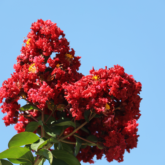 Lagerstroemia 'Enduring Summer Red Crepe Myrtle' 14cm