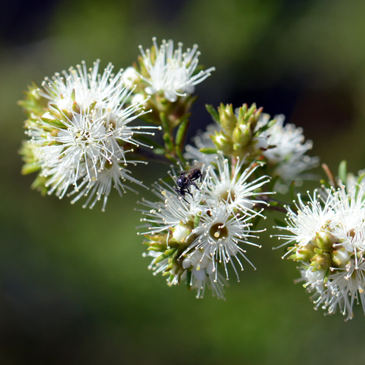 Kunzea 'Badja Carpet' 14cm