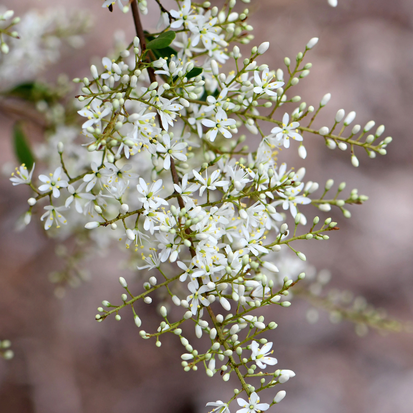 Bursaria spinosa 14cm