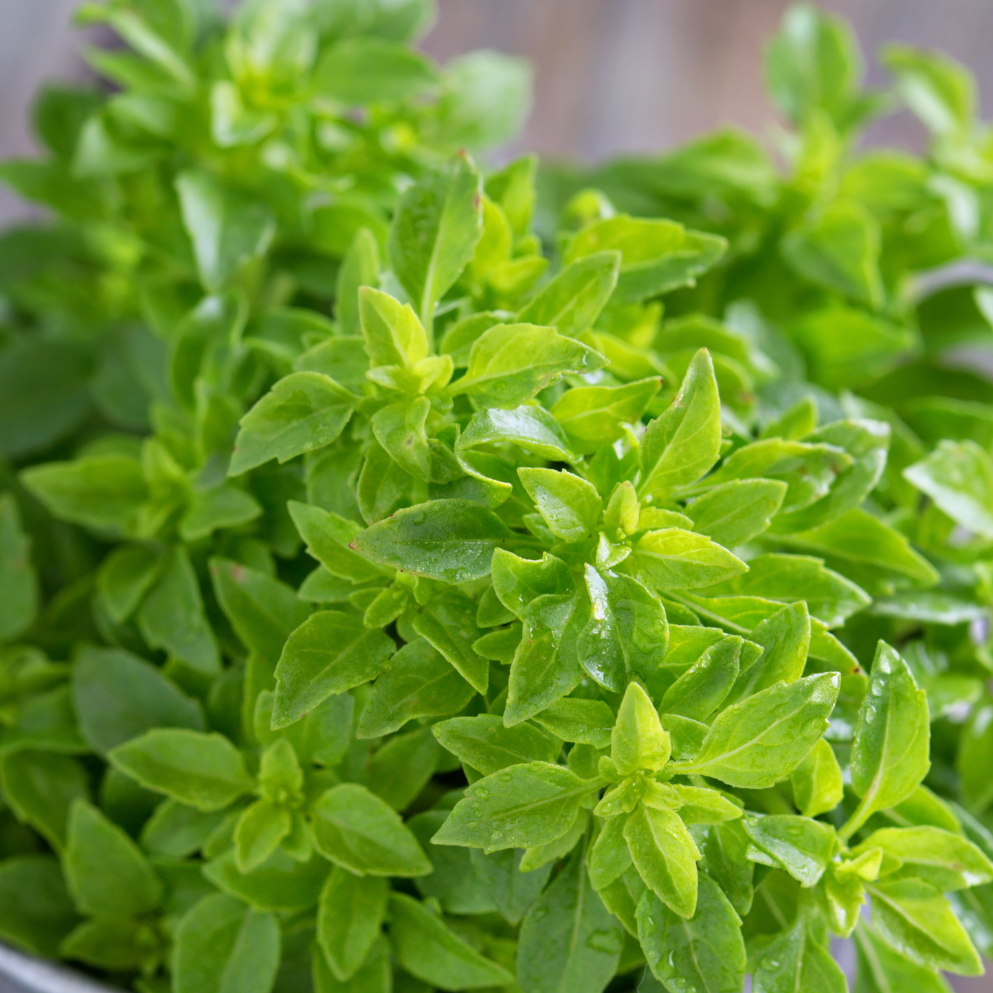 Basil 'Spicy Globe' 100mm