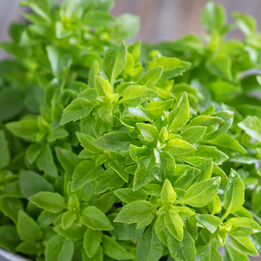 Basil 'Spicy Globe' 100mm