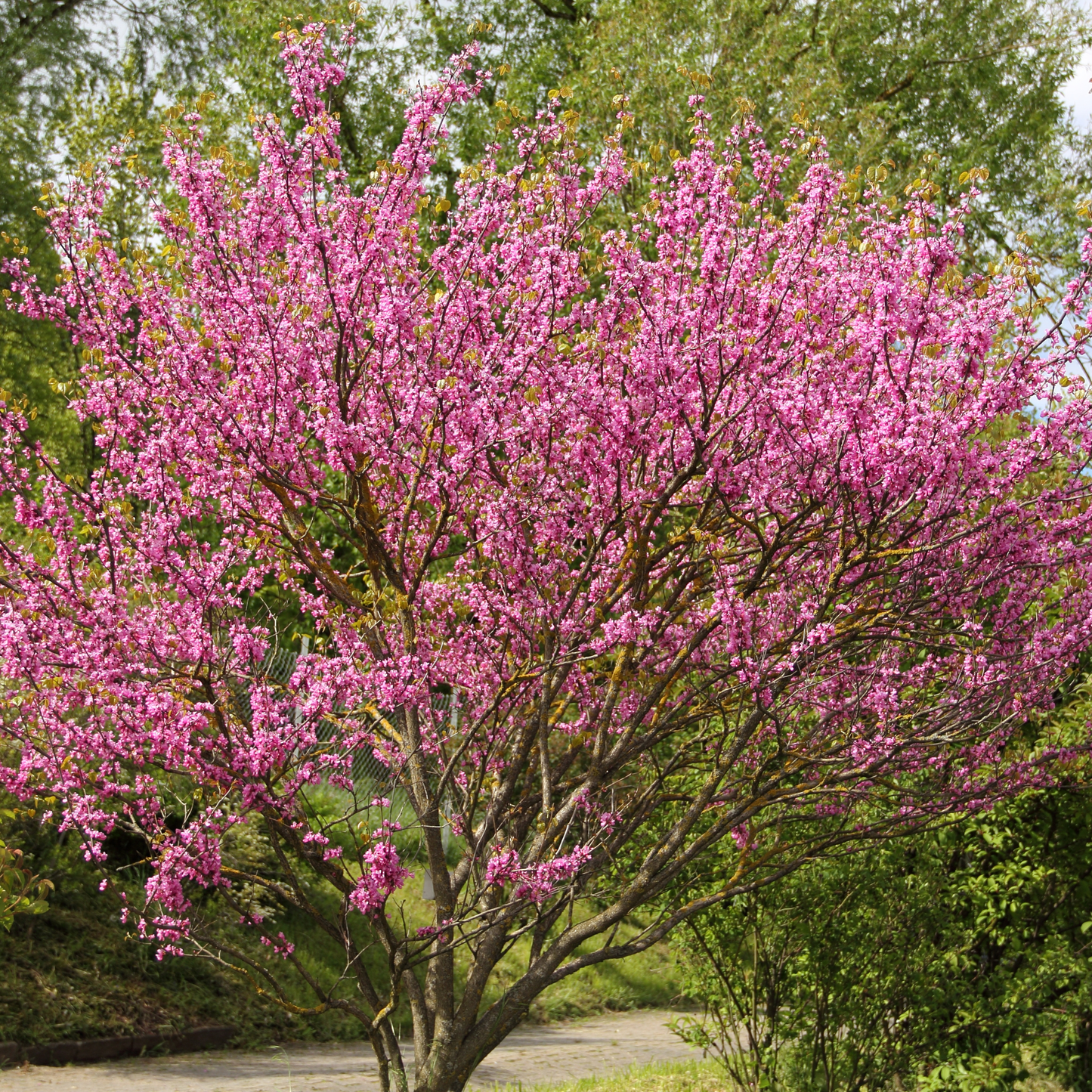 Cercis siliquastrum Judas Tree 20cm