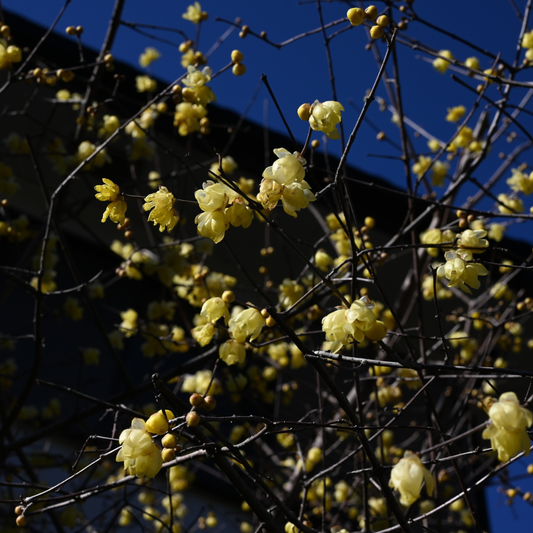 Chimonanthus praecox 'Wintersweet' 20cm