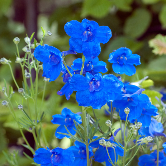 Delphinium Dwarf Mix 14cm