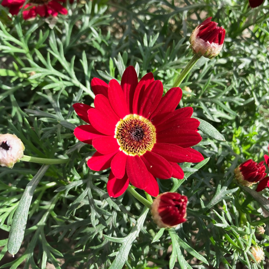 Argyranthemum 'Single Red' 14cm