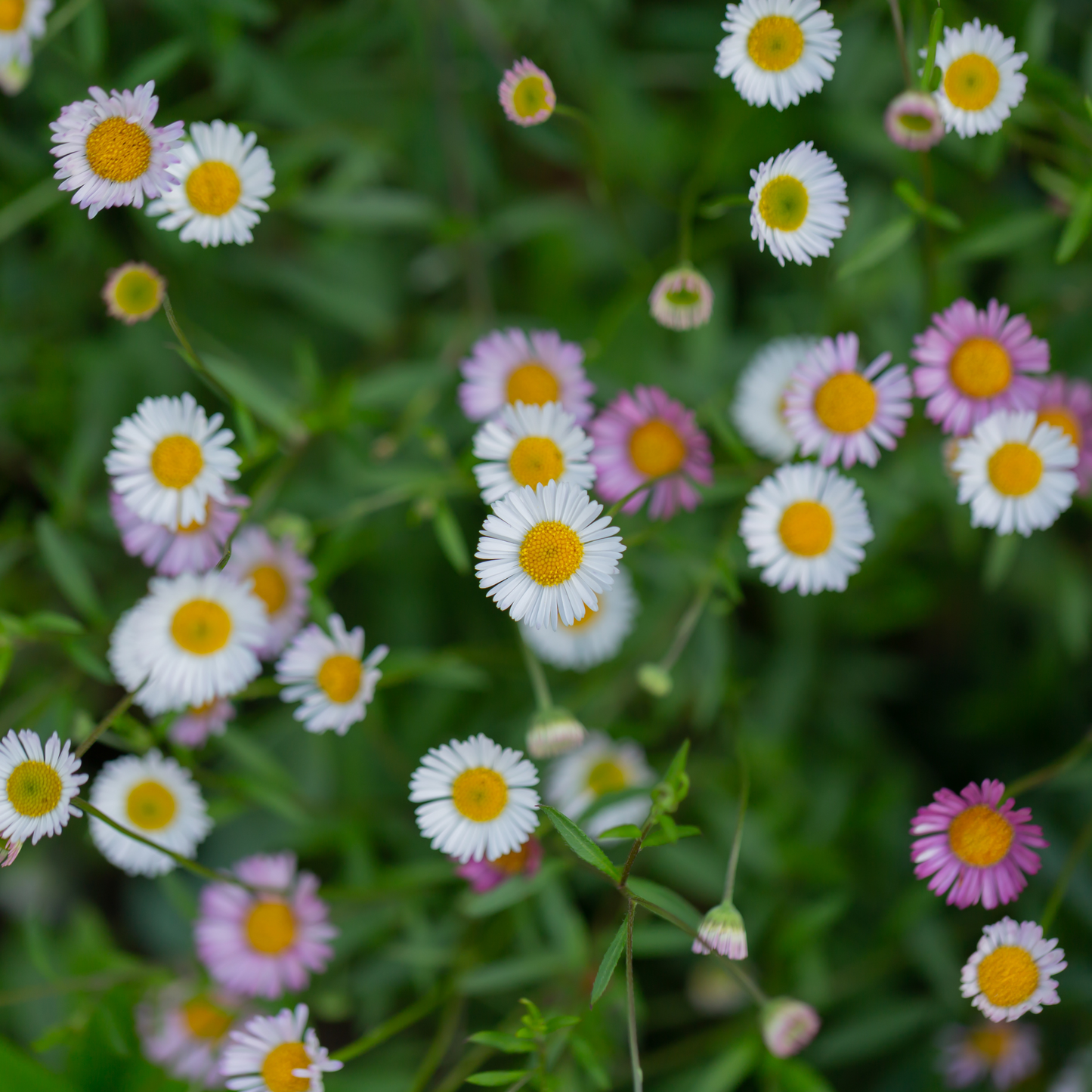 Erigeron karvinskianus ‘Seaside Daisy’ 7cm
