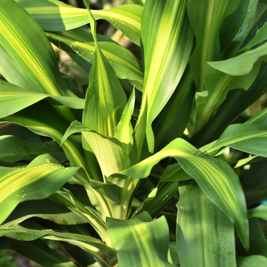 Dracaena fragans ‘Golden Heart’ 12cm
