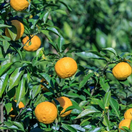 Yuzu Grafted Dwarf Lemon Citrus junos 5L