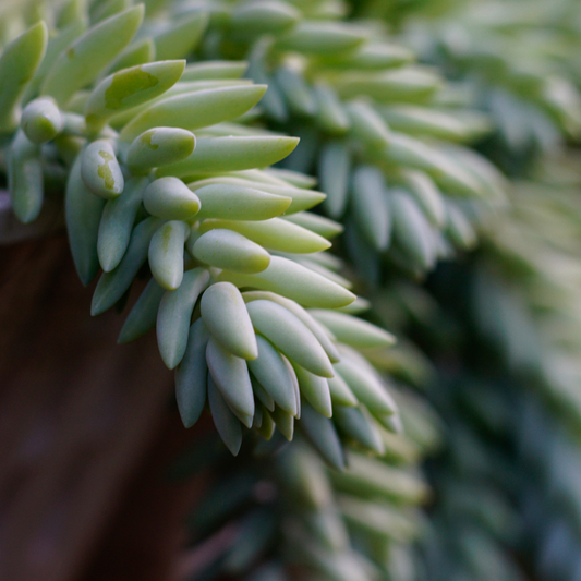 Sedum morganianum 'Donkey Tails' 7cm