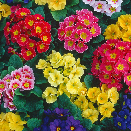 Primula acaulis mix 100mm