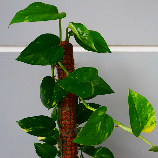 Epipremnum aureum 'Devils Ivy' 20cm Totem Poles
