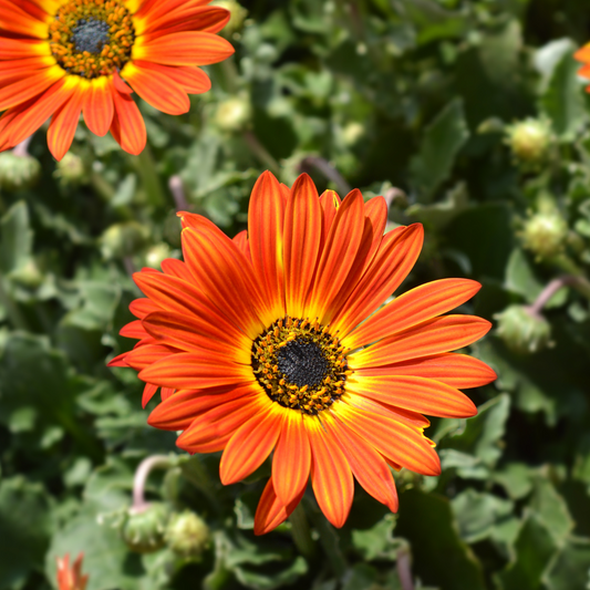 Arctotis 'Orange' 14cm