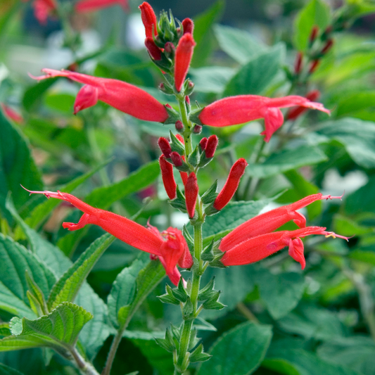 Pineapple Sage 100mm