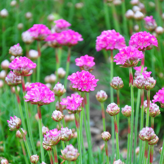 Armeria 'Pink' 14cm