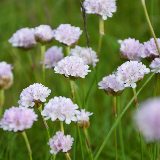 Armeria 'White' 14cm