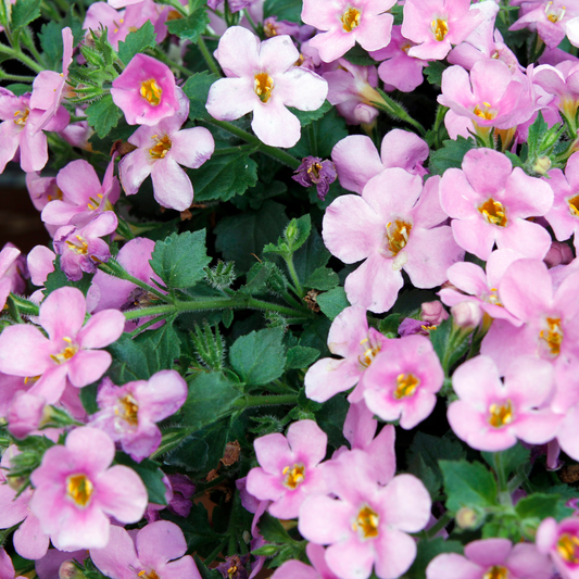 Bacopa 'Pink' 14cm