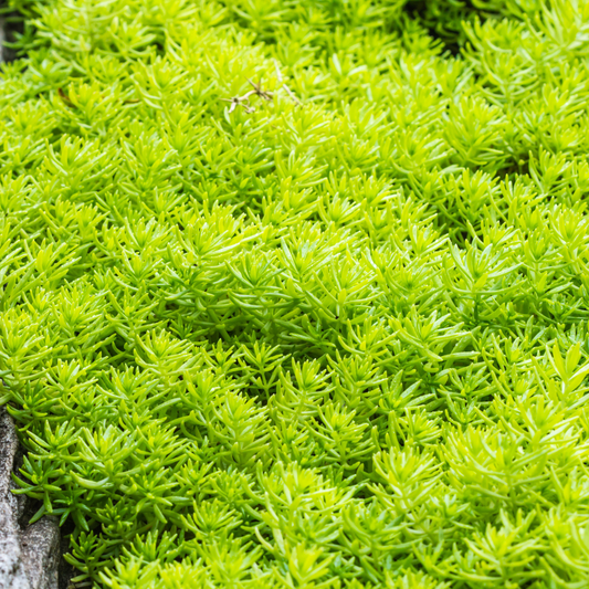 Sedum 'Gold Mound' 14cm