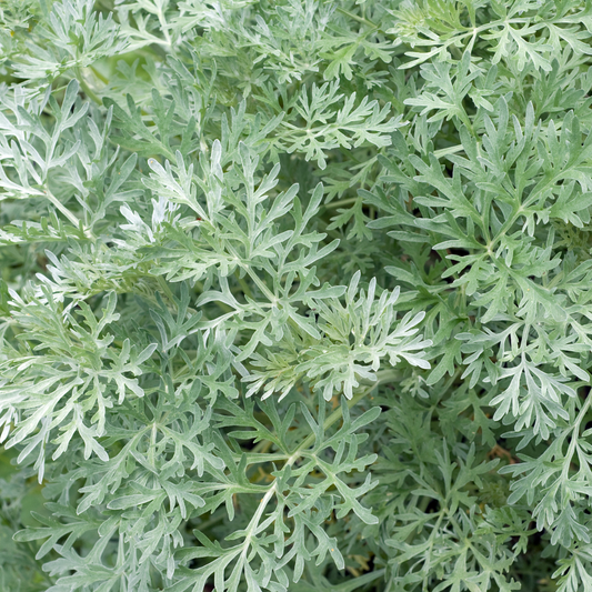 Artemisia arborescens 'Wormwood' 14cm