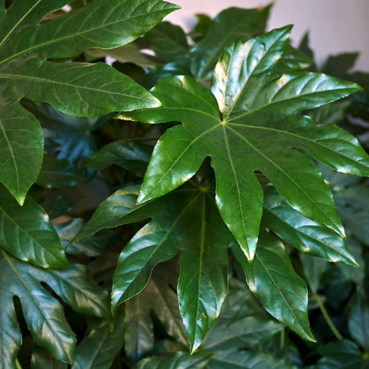 Fatsia japonica 20cm