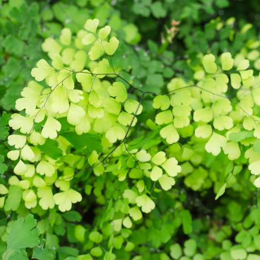 Adiantum fragrans 'Maidenhair Fern' 95mm