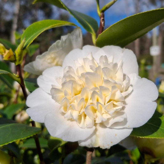 Camellia japonica 'Brushfields Yellow' 18cm Seconds