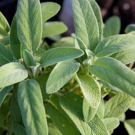 Sage 100mm