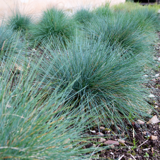 Festuca glauca 100mm