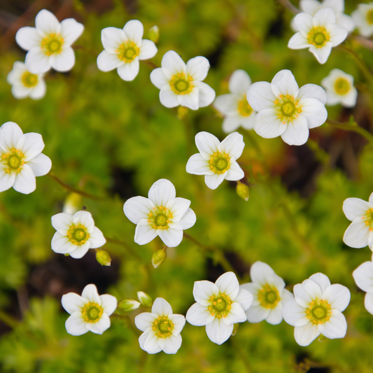 Saxifraga 'White' 14cm