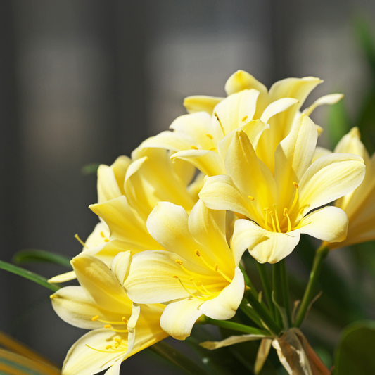 Clivia miniata Yellow 20cm