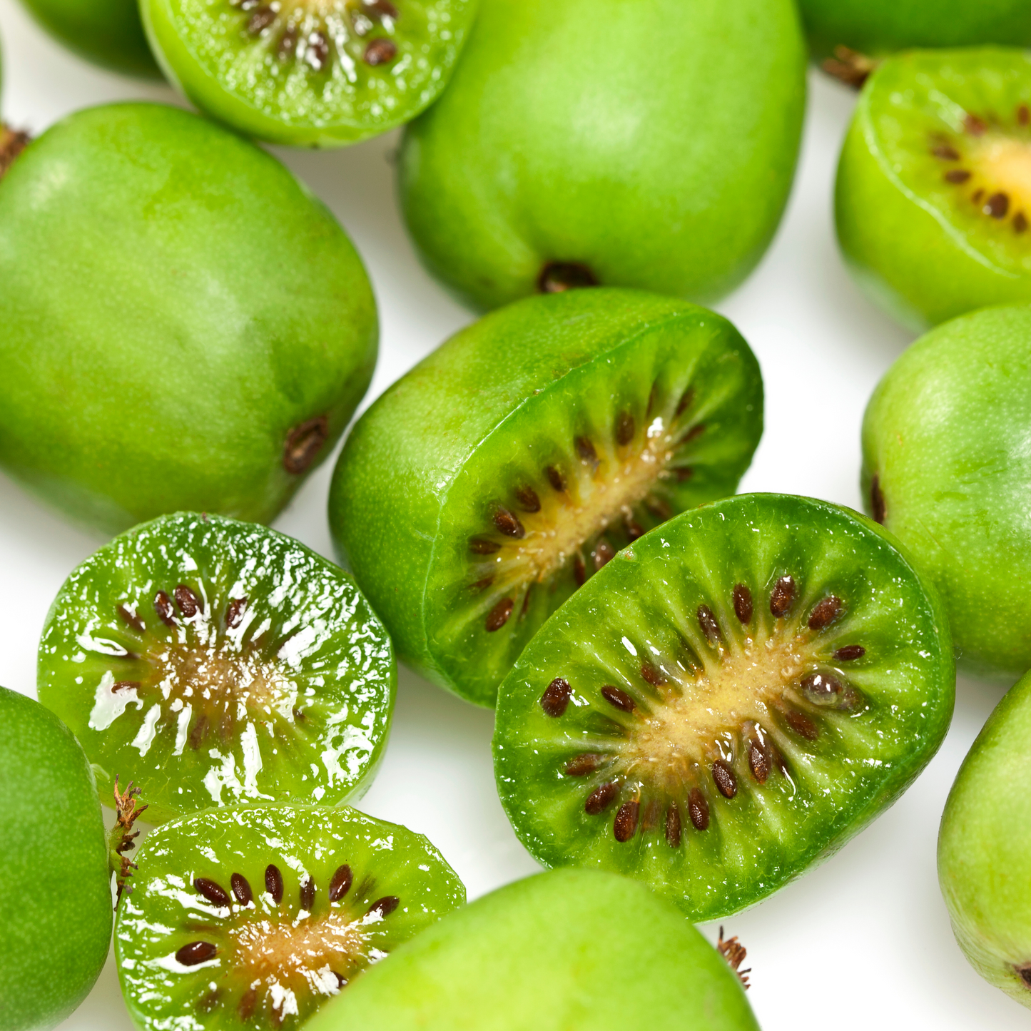 Kiwi Berry 20cm