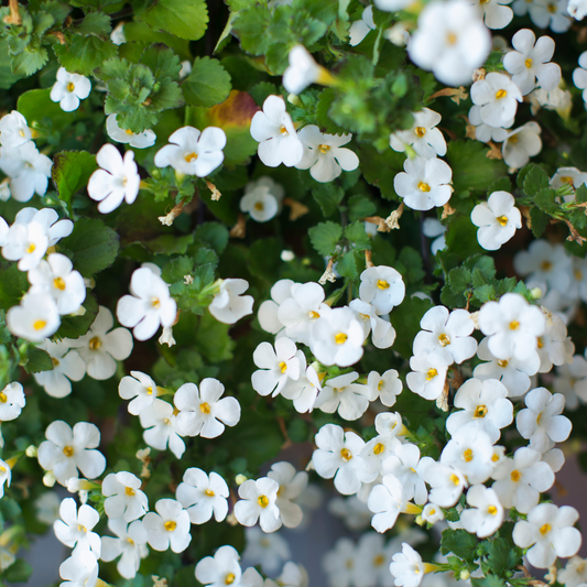 Bacopa 'White' 14cm