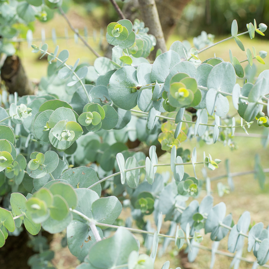 Eucalyptus pulverulenta Baby Blue 14cm