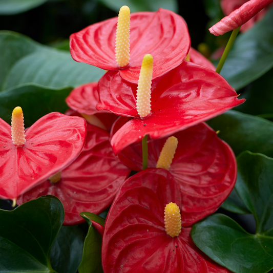 Anthurium Red 130mm