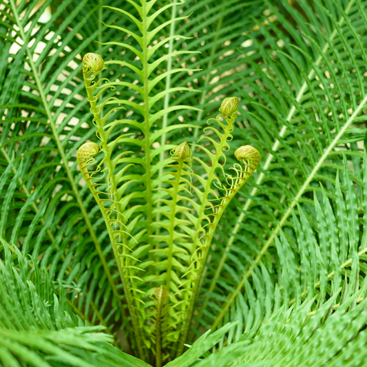 Blechnum gibbum 'Silver Lady Fern' 14cm