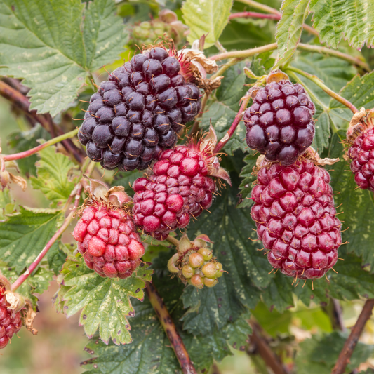 Boysenberry Rubus ursinus x idaeus 14cm