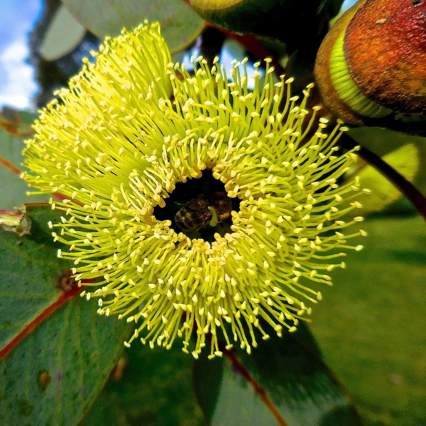 Eucalyptus preissiana ‘Bell-fruited Mallee’ 20cm
