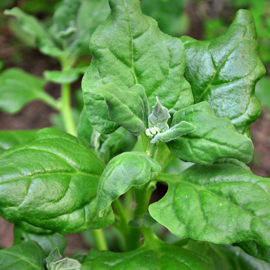 Tetragonia tetragonoides 'Warrigal Greens' 95mm