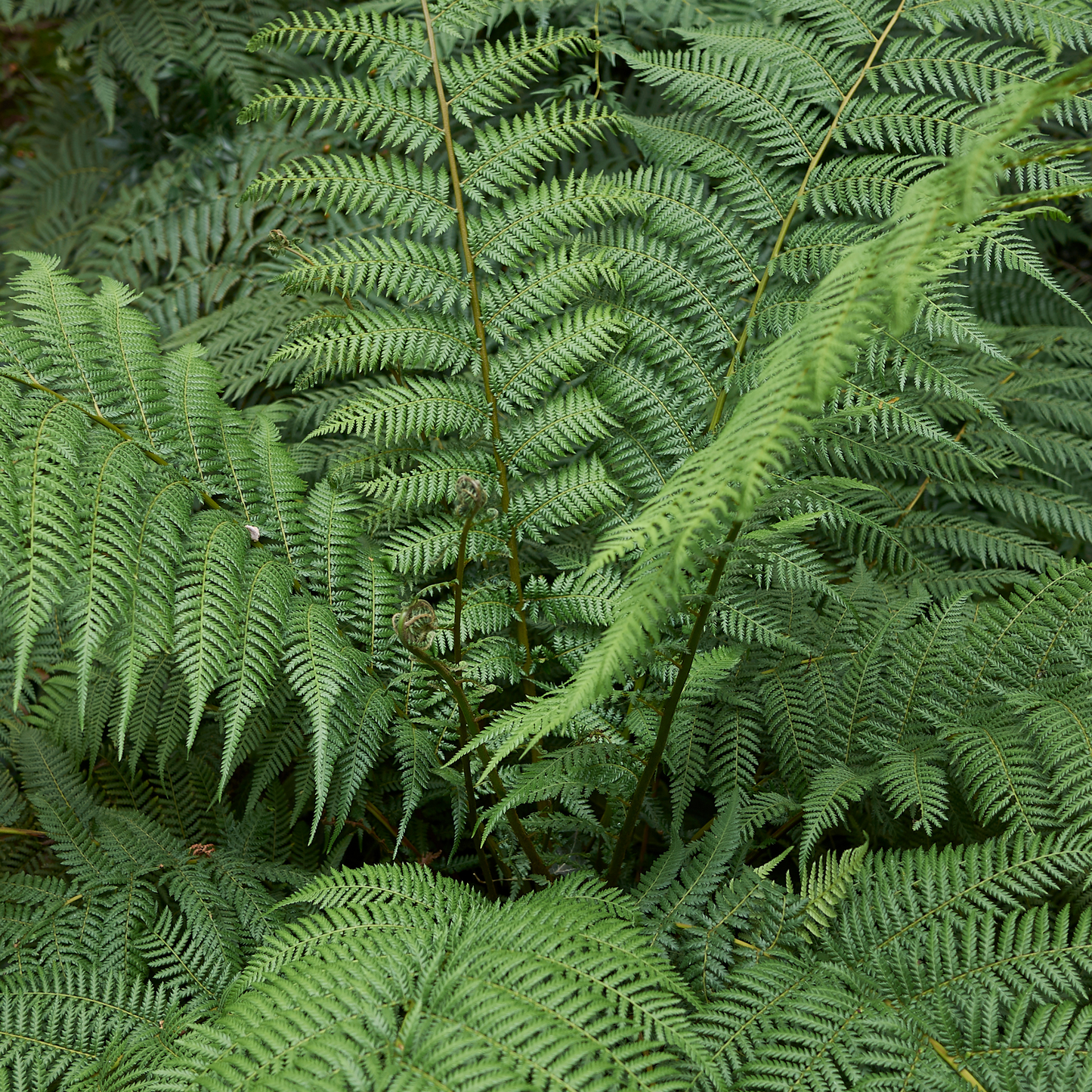 Dicksonia antarctica 'Soft Tree Fern'7cm