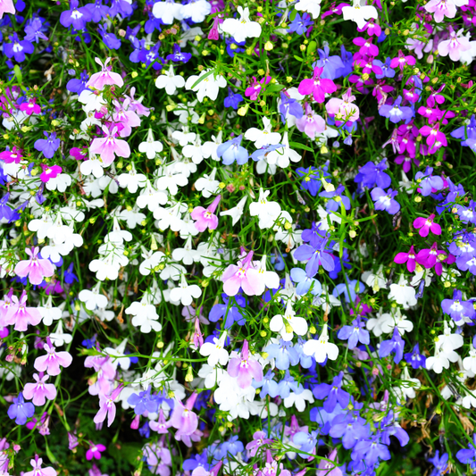Lobelia 100mm