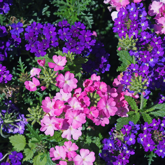 Verbena Mix 100mm